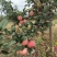 烟台苹果爱妃苹果