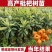 大五星枇杷苗