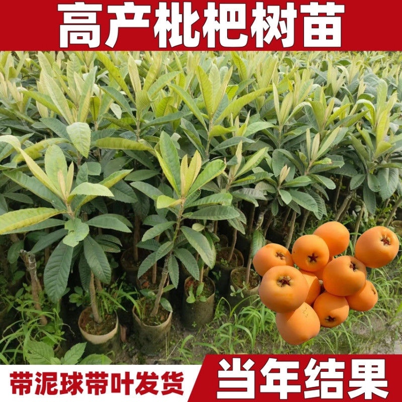 大五星枇杷苗