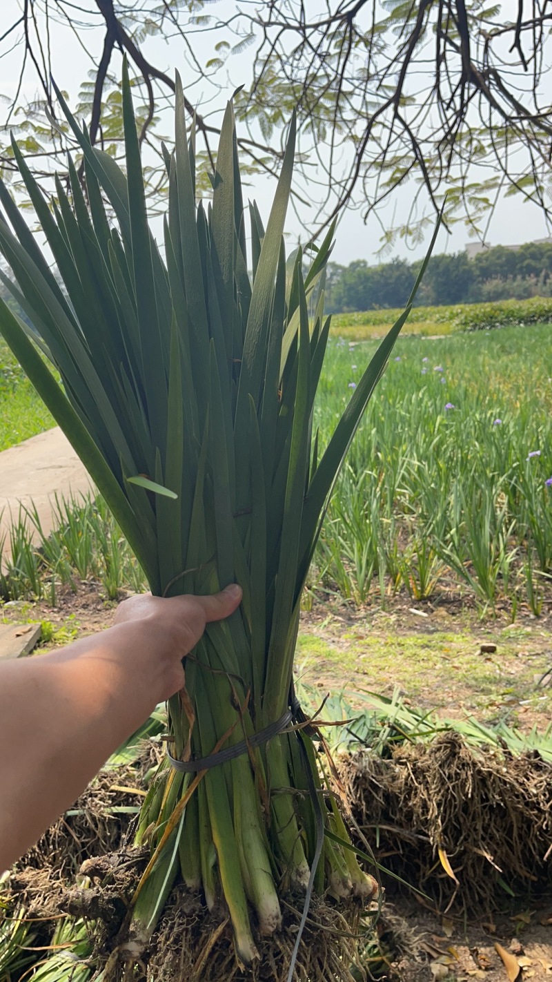 水生常绿鸢尾