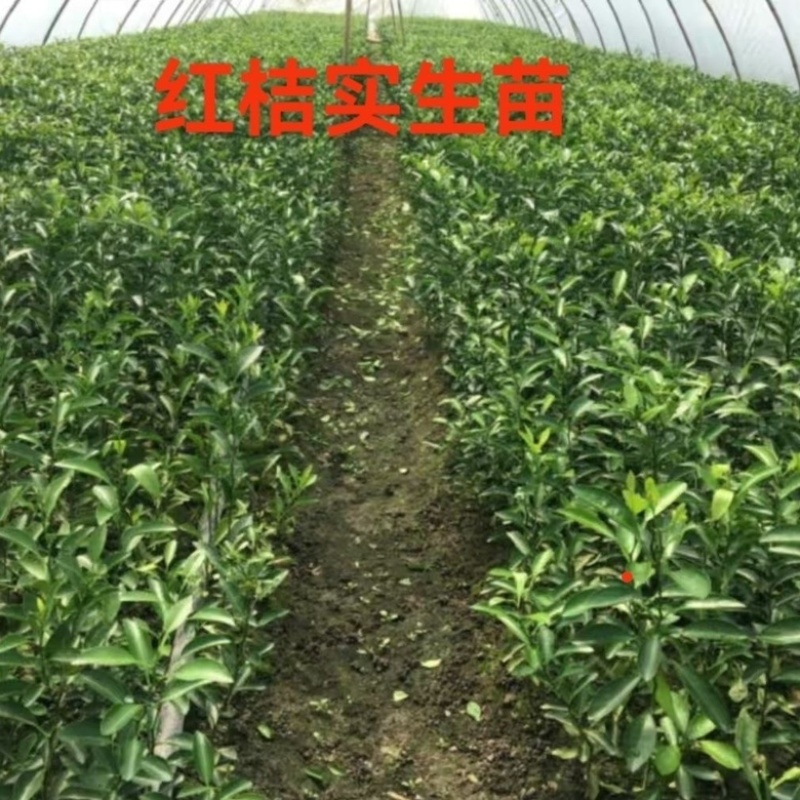 四川广元红桔树苗量大从优货真价实诚信经营