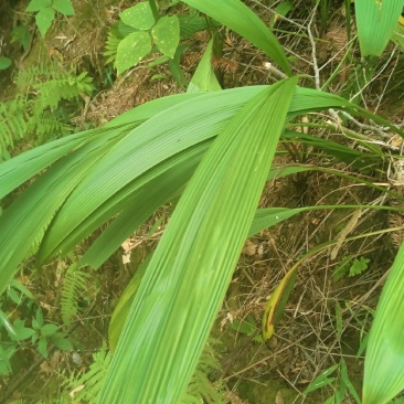 大叶仙茅