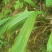 大叶仙茅