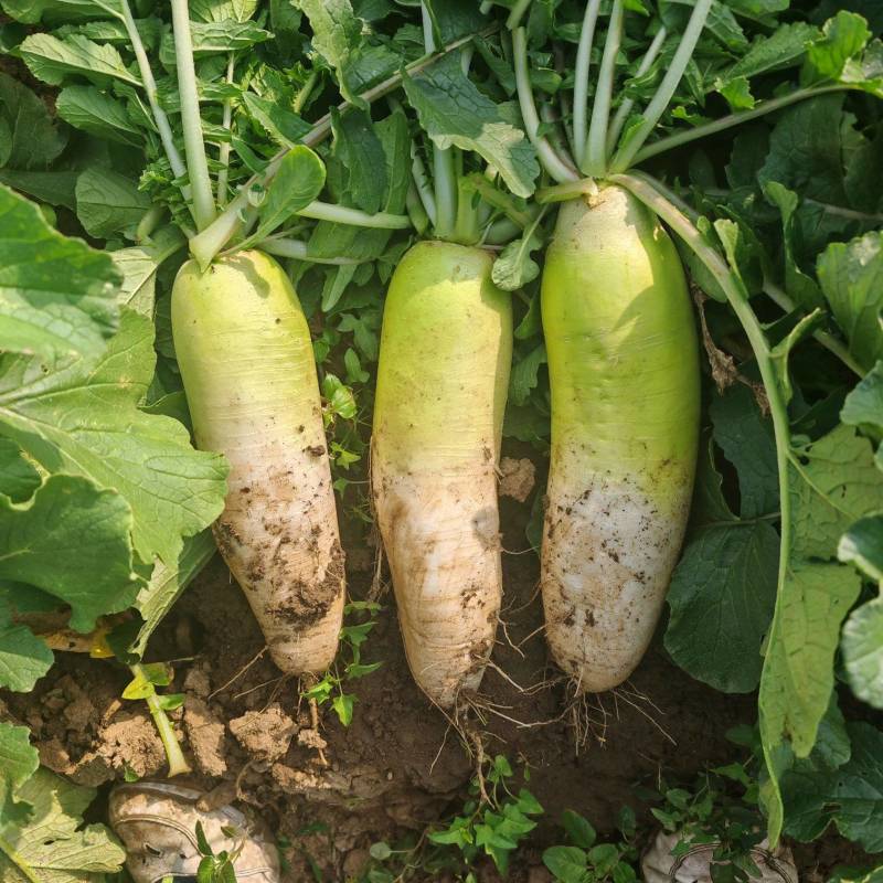 萝卜青萝卜白萝卜基地种植高端品种脆甜口感好