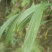 大叶仙茅
