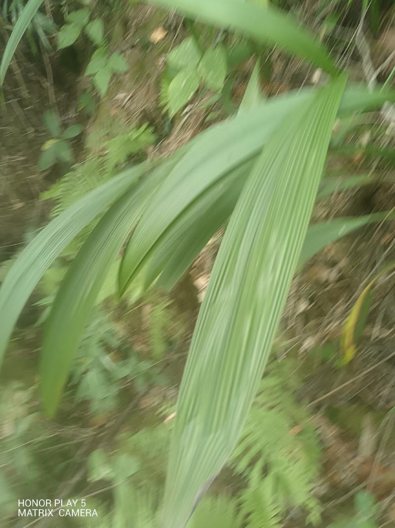 大叶仙茅