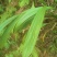 大叶仙茅