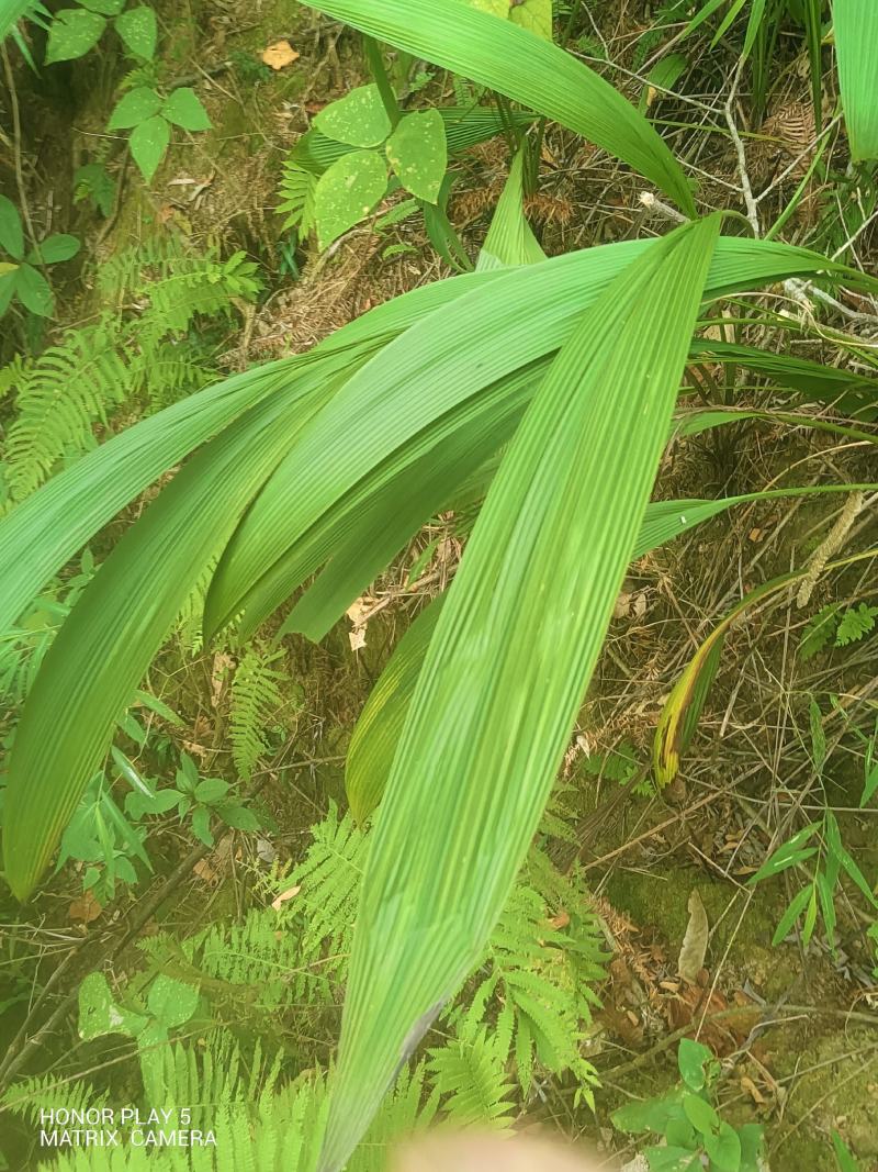 大叶仙茅