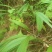 大叶仙茅