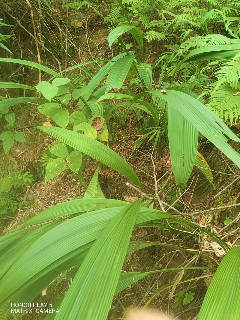 大叶仙茅