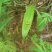 大叶仙茅