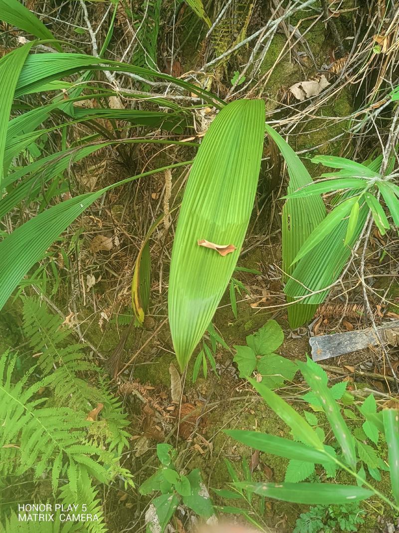 大叶仙茅