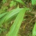 大叶仙茅