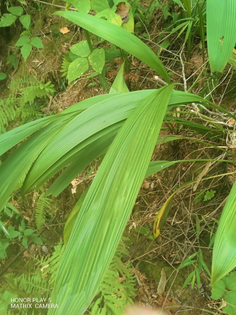大叶仙茅