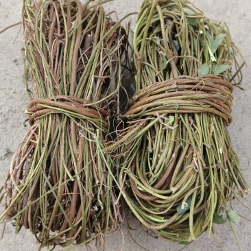鸡骨草/野生鸡骨草/无硫鸡骨草/小扎把鸡骨草