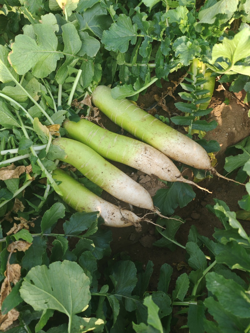 萝卜青萝卜白萝卜基地种植高端品种脆甜口感好