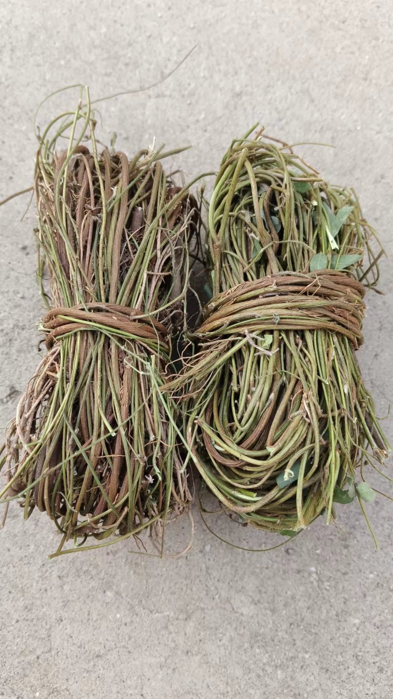 鸡骨草/野生鸡骨草/无硫鸡骨草/小扎把鸡骨草