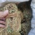鸡骨草/野生鸡骨草/无硫鸡骨草/小扎把鸡骨草