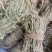 鸡骨草/野生鸡骨草/无硫鸡骨草/小扎把鸡骨草
