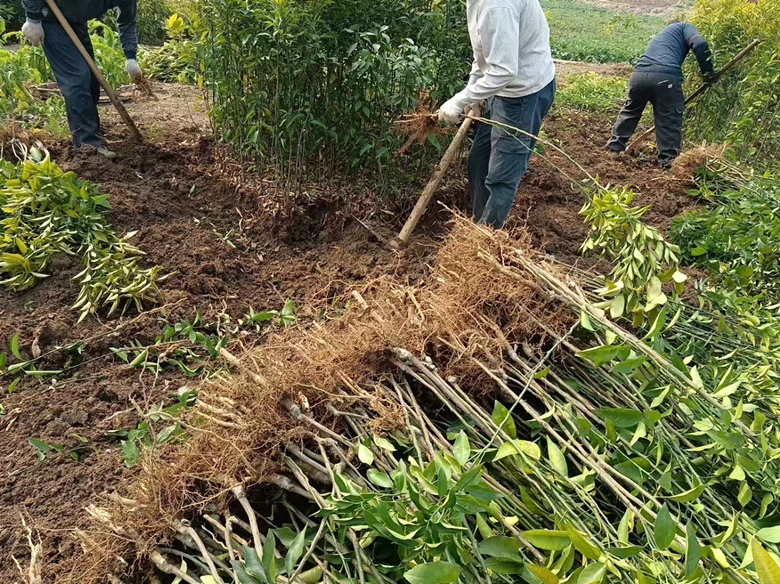 春见柑桔幼苗定植现场图