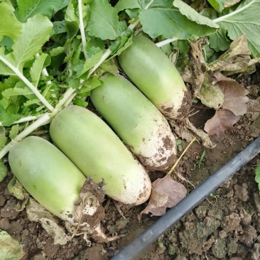 襄城县崔结实代收各种疏菜果，白萝卜正在大量上市中。