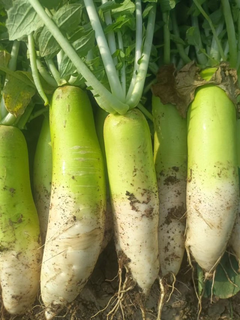 襄城县崔结实代收各种疏菜果，白萝卜正在大量上市中。