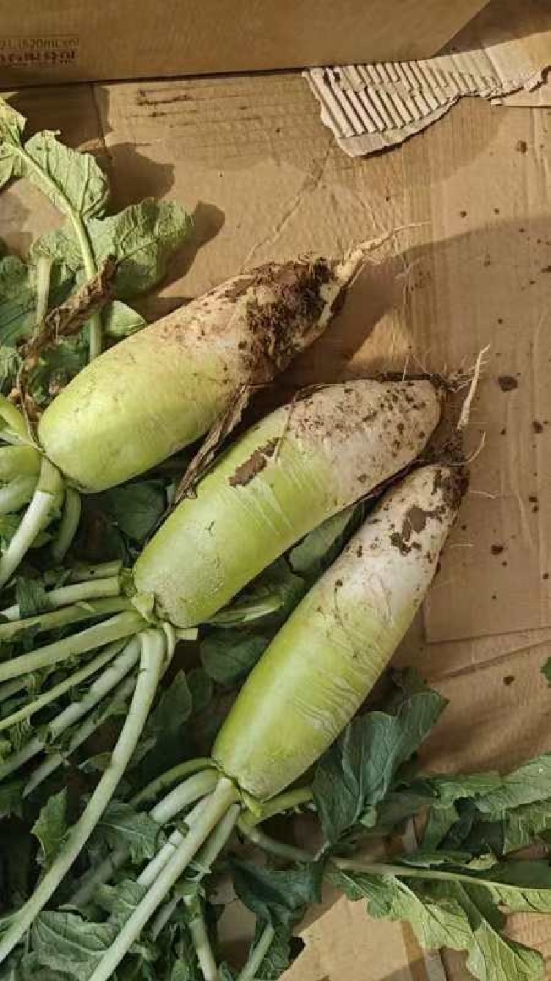 襄城县崔结实代收各种疏菜果，白萝卜正在大量上市中。