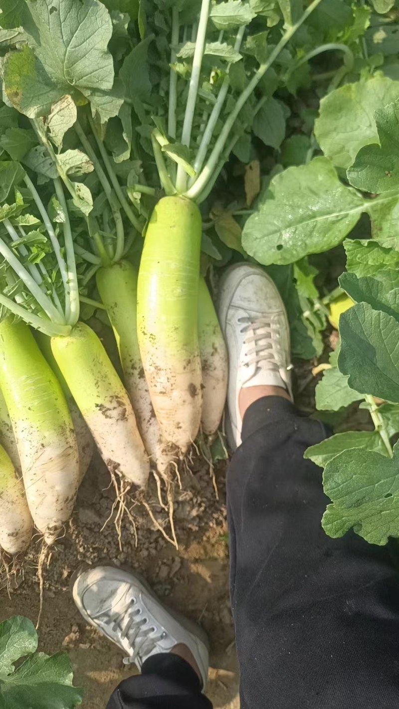 襄城县崔结实代收各种疏菜果，白萝卜正在大量上市中。