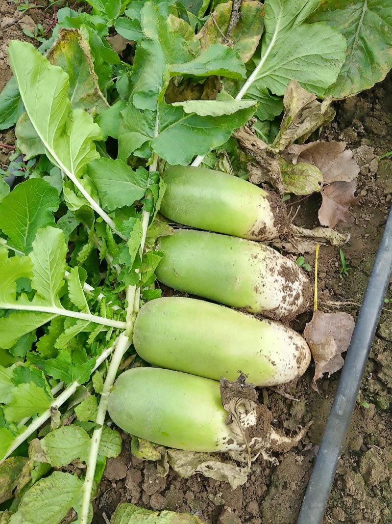 襄城县崔结实代收各种疏菜果，白萝卜正在大量上市中。