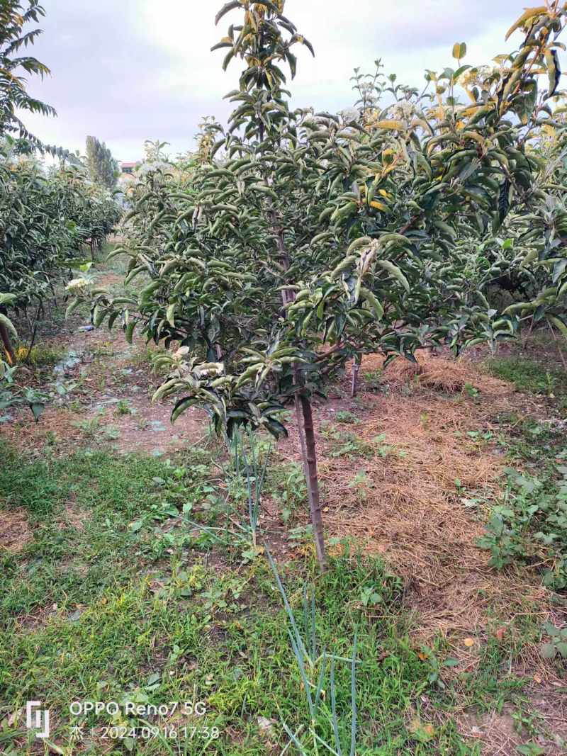 山东临沂郯城中华木绣球斗球