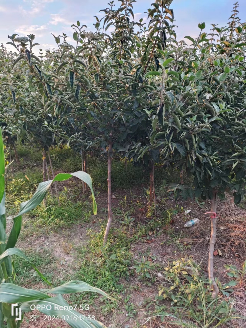山东临沂郯城中华木绣球斗球