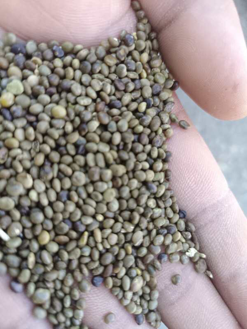 干草种子，货源充足，产地直发，可视频看货，欢迎客商来电