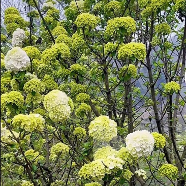 山东临沂郯城中华木绣球斗球