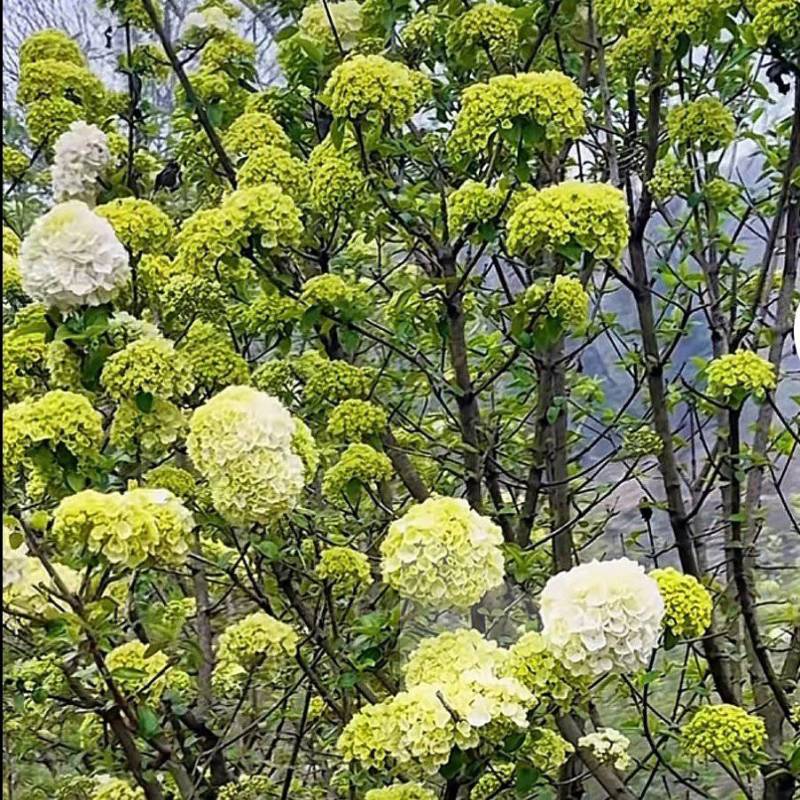 山东临沂郯城中华木绣球斗球