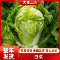 【夏阳白菜】通许白菜叶大量大无黑点按需求打包分拣净菜毛菜