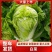 【夏阳白菜】通许白菜叶大量大无黑点按需求打包分拣净菜毛菜