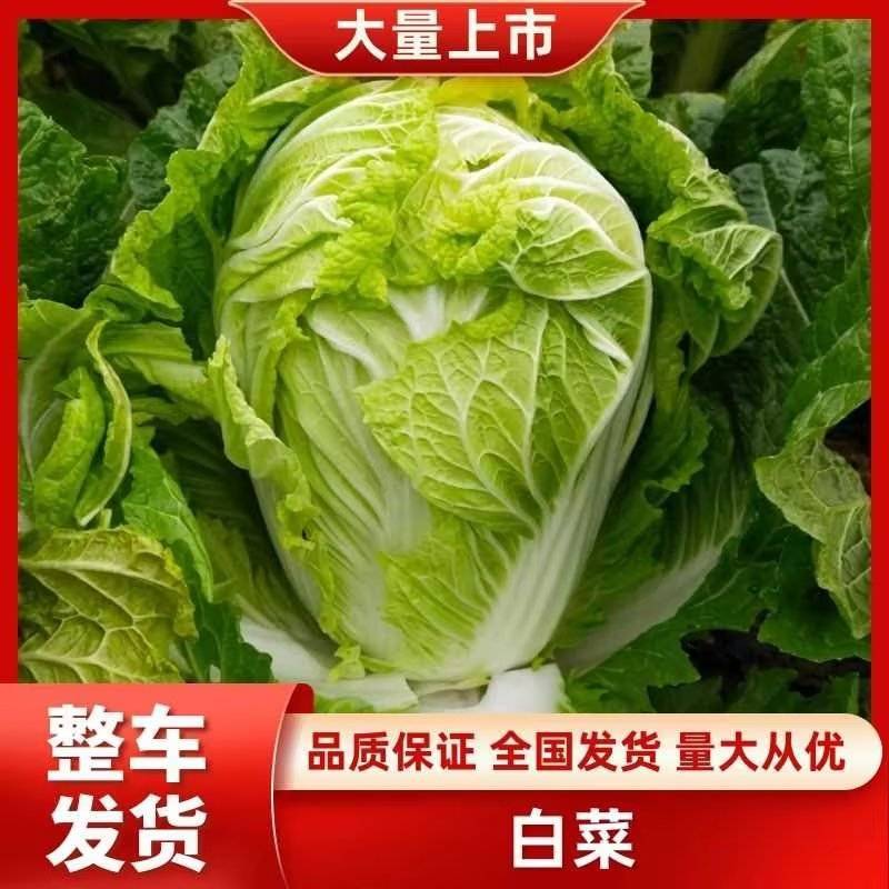 【夏阳白菜】通许白菜叶大量大无黑点按需求打包分拣净菜毛菜