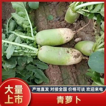 【青萝卜】开封通许萝卜量大条形直无擦伤疤痕全国接单透明袋