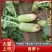 【青萝卜】河南开封通许萝卜无糠心烧心无擦伤断头条形直净菜