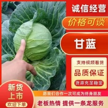 【甘蓝】河南中甘甘蓝圆包菜不烧心烧边无虫眼病害大小都有分拣