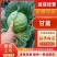 【甘蓝】河南中甘甘蓝圆包菜不烧心烧边无虫眼病害大小都有分拣