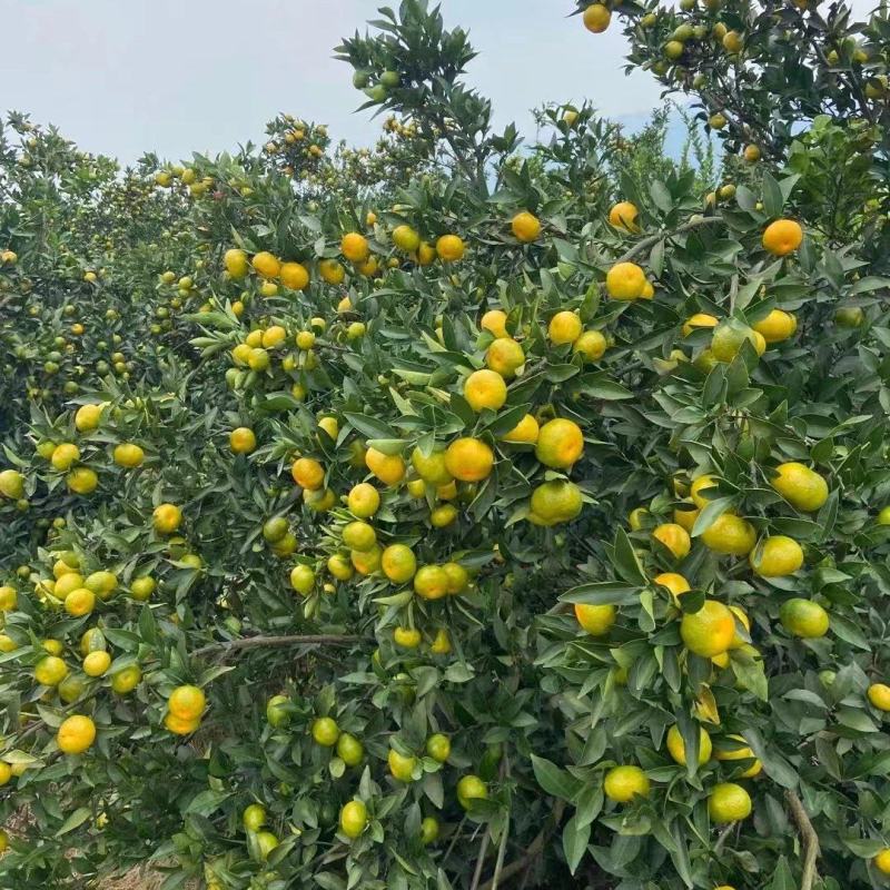 南丰蜜橘；大量有货懂货的老总来对接，越南货
