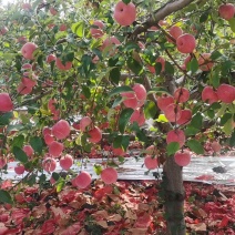 苹果