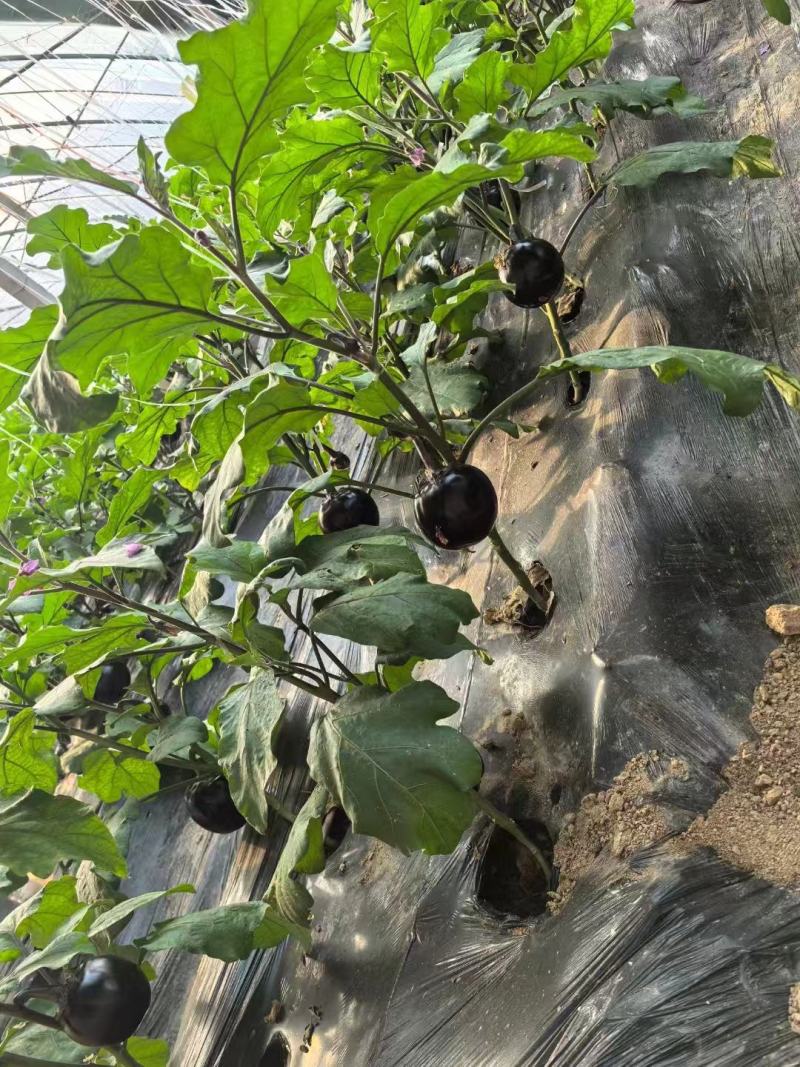 《精选》紫光圆茄、黑圆茄、万亩圆茄原产地。泰安市