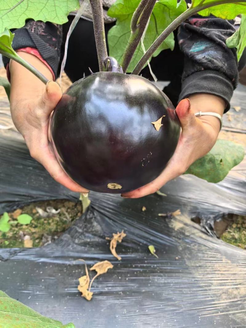 《精选》紫光圆茄、黑圆茄、万亩圆茄原产地。泰安市
