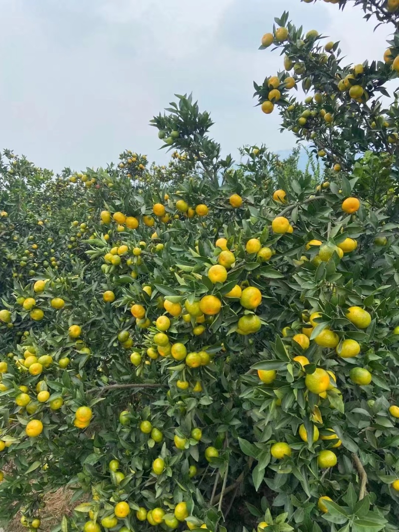 南丰蜜橘；大量有货懂货的老总来对接，越南货