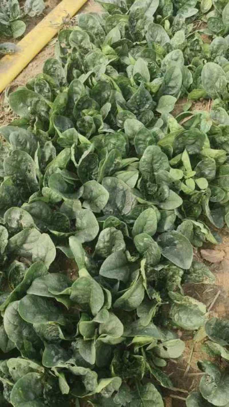 河南趴地小菠菜，菠菜各种包装，产地直发