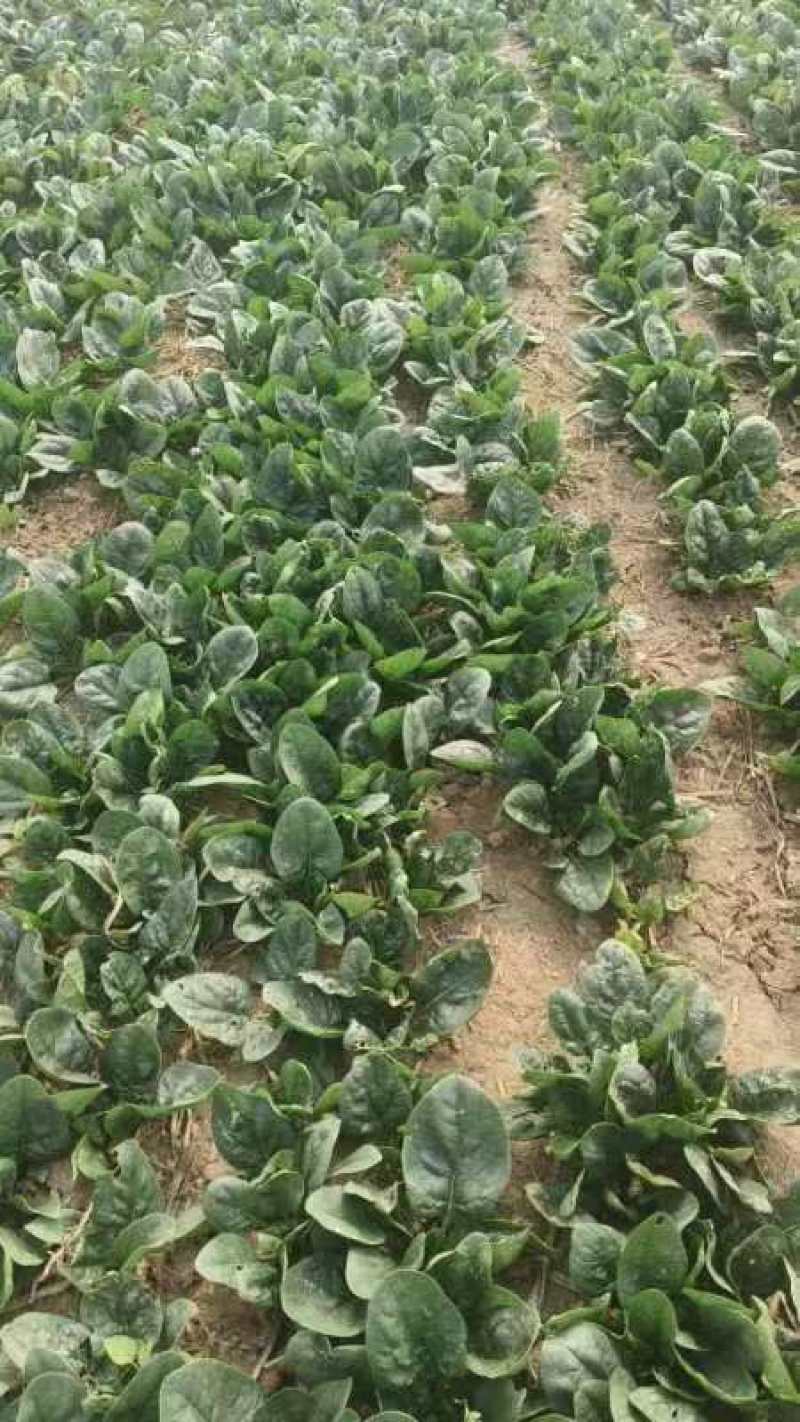 河南趴地小菠菜，菠菜各种包装，产地直发