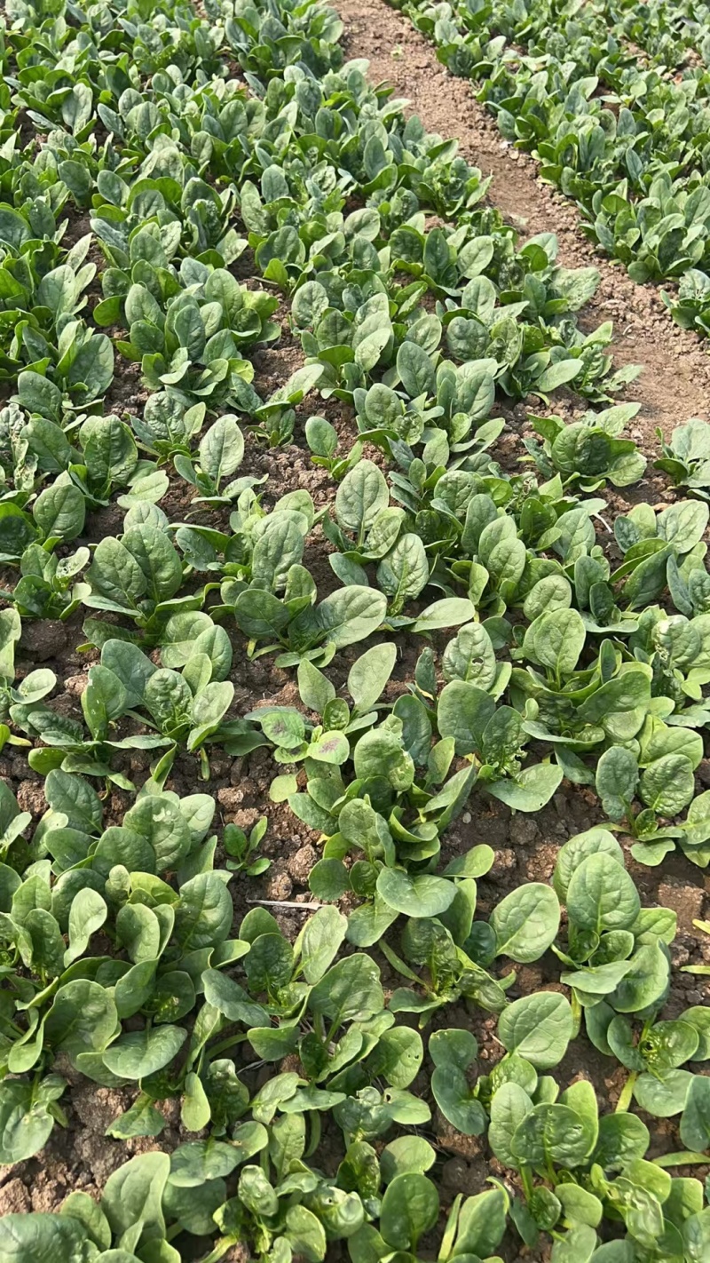 河南趴地小菠菜，菠菜各种包装，产地直发