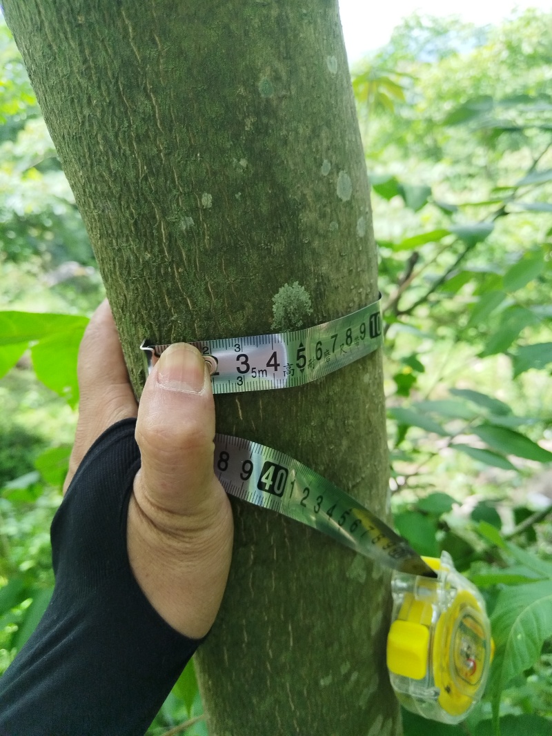 现货秒发黄柏超高性价比享受营养丰富的健康美食